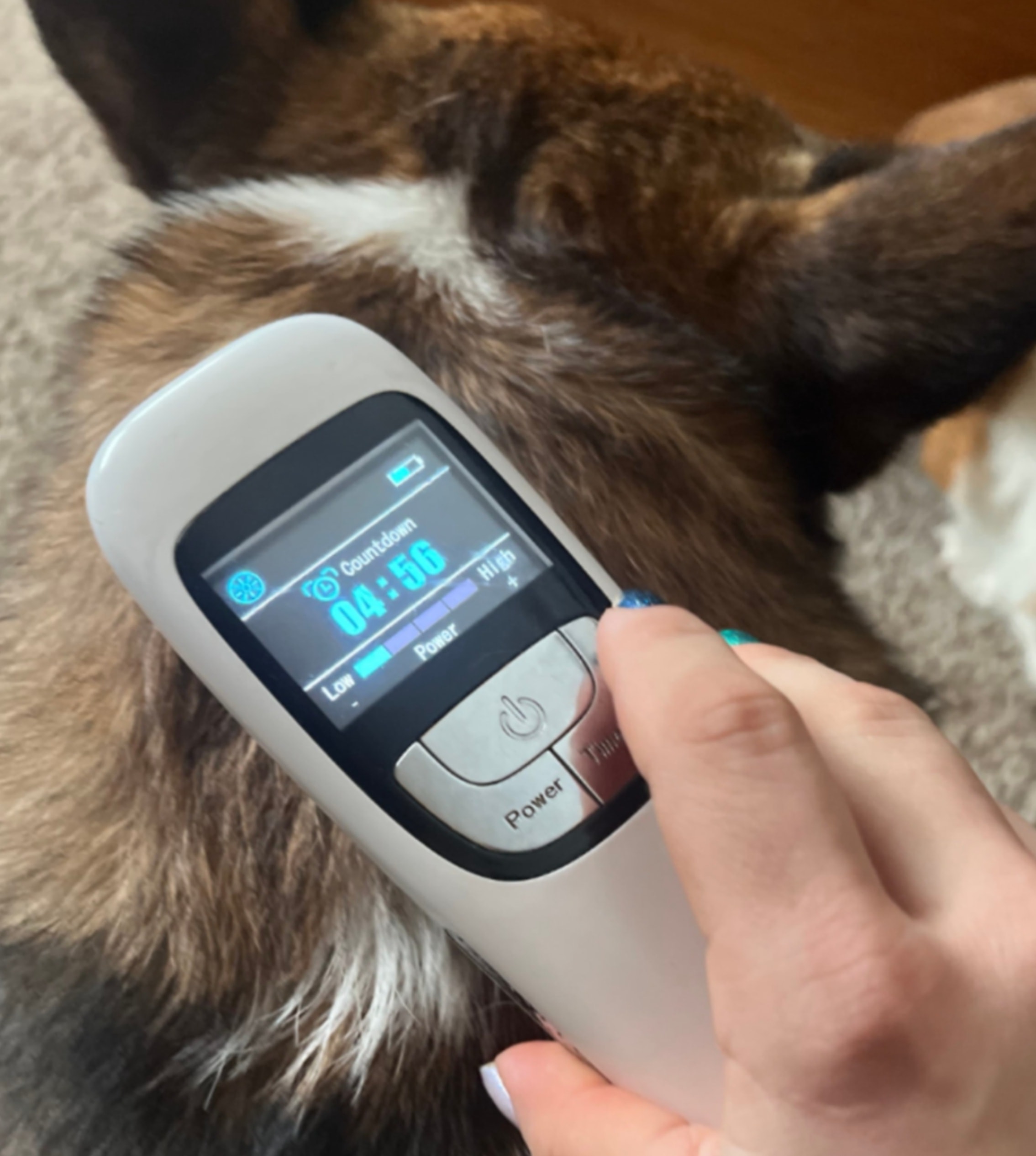 Canine & Feline Massage