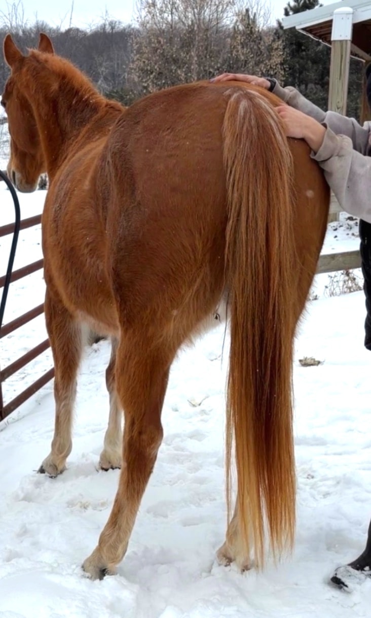 Equine Massage